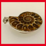 Natural Ammonite Shell Pendant