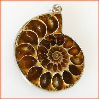 Natural Ammonite Shell Pendant